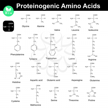 Main proteinogenic amino acids, 2d vector chemical formulas on white background, eps 8