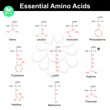 Main essential amino acids with marked radicals, chemical structural formulas, 2d vector set on white background, eps 8