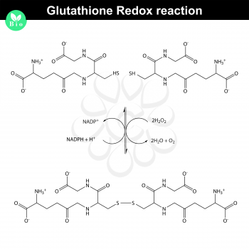 Glutathione redox reaction illustration, 2d scientific vector, eps 8