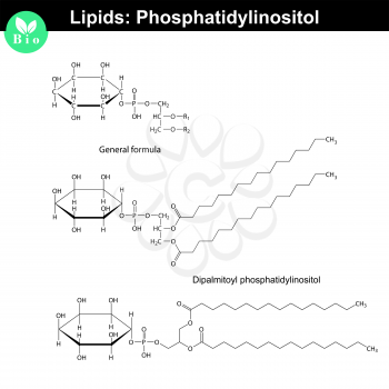 Phosphatidylinositol chemical structure, molecular structures of lipids, isolated on white background, 2d vector, eps 8