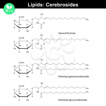Glucocerebroside and galactocerebroside lipid molecules, glycolipids family structures, 2d vector, eps 8