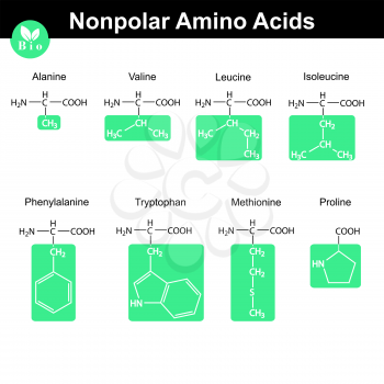 Set of nonpolar amino acids with marked radicals - alanine, valine, leucine, isoleucine, phenylalanine, tryptophan, methionine, proline, molecular structures, 2d vector, eps 8