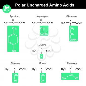 Set of polar uncharged amino acids with marked radicals - tyrosine asparagine, glutamine, cysteine, glycine, serine, threonine, molecular structures, 2d vector, eps 8
