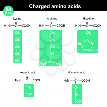 Set of charged amino acids with marked radicals - lysine, arginine, histidine, aspartic acid, glutamic acid, molecular structures, 2d vector, eps 8
