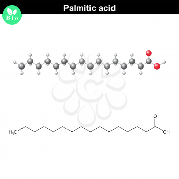 Palmitic acid molecule, molecular structure, 2d and 3d illustration, vector, eps 8