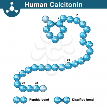 Calcitonin hormone peptide structure, human thyrocalcitonin molecule, 3d illustration, vector isolated on white background, eps 10