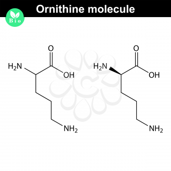 Ornithine molecular structure, chemical formula, 2d illustration, vector on white background. eps 8