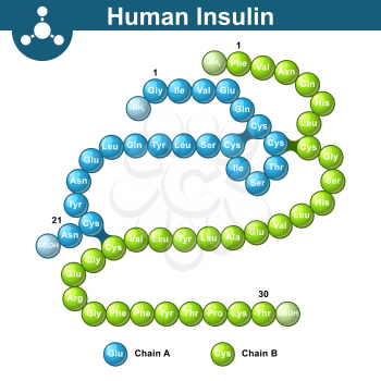 Human insulin hormone molecule, two peptide chains, 3d illustration of  protein, vector isolated on white background, eps 10