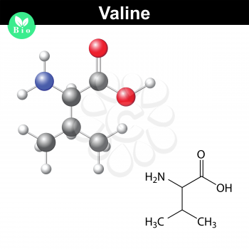 Valine proteinogenic amino acid - chemical formula and model, 2d and 3d illustration, vector on white background, eps 8