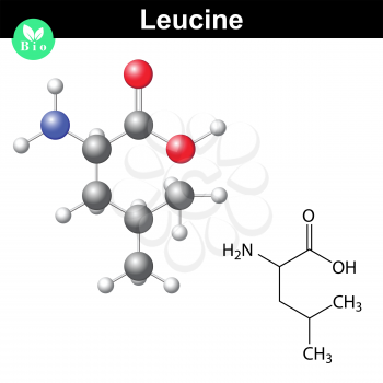 Leucine essential amino acid molecular structure and model, 2d and 3d illustration, vector on white background, eps 8