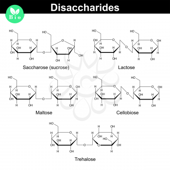 Chemical formulas of main disaccharides - sucrose, lactose, maltose, cellobiose, trehalose, 2d vector illustration isolated on white background, eps 8