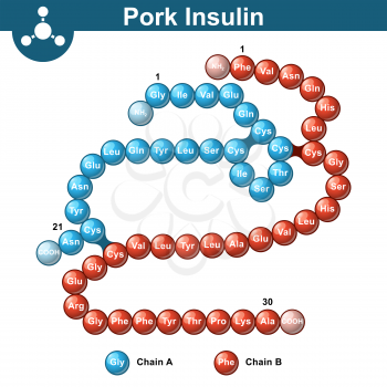 Pork insulin hormone structure, two peptide chains, 3d vector illustration of  protein, eps 10