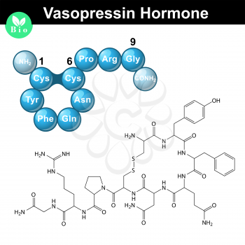 Vasopressin chemical formula and model, 2d and 3d illustration, vector isolated on white background, eps 10