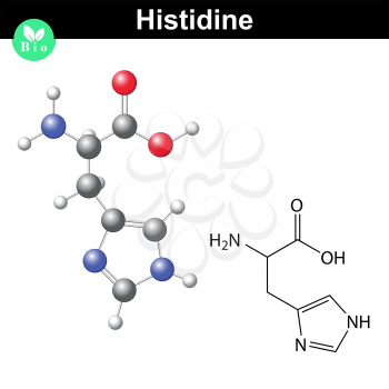 Histidine essential amino acid molecular structure and model, 2d and 3d illustration, vector on white background, eps 8