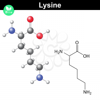 Lysine proteinogenic essential amino acid - chemical formula and model, 2d and 3d illustration, vector on white background, eps 8
