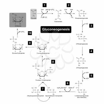 Gluconeogenesis metabolic pathway, 2d biochemical process vector illustration on white background, eps 8