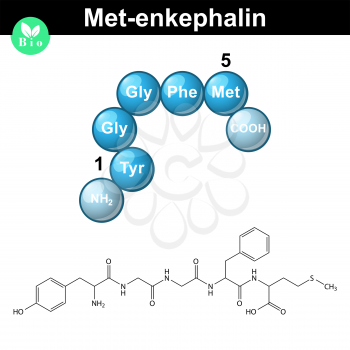Met-enkephalin molecule and model, 2d and 3d vector illustration, isolated on white background, eps 10