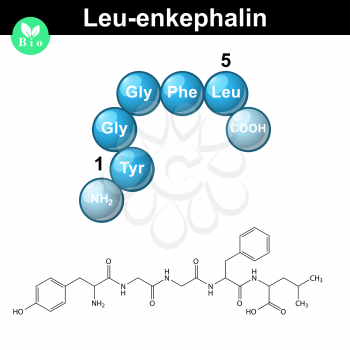 Leu-enkephalin molecule and model, 2d and 3d vector illustration, isolated on white background, eps 10