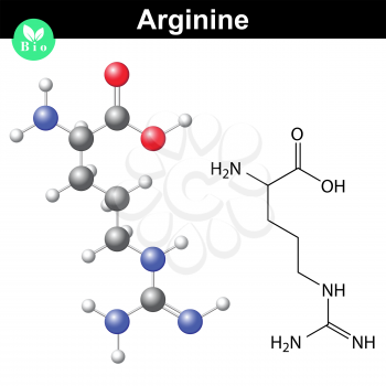 Arginine proteinogenic amino acid - chemical formula and model, 2d and 3d illustration, vector on white background, eps 8