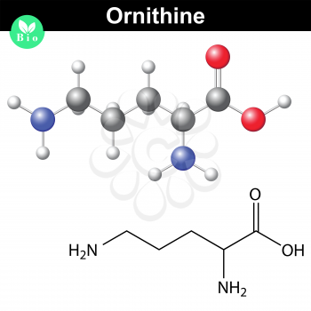 Ornithine amino acid molecular formula and model, 2d and 3d illustration, vector on white background, eps 8