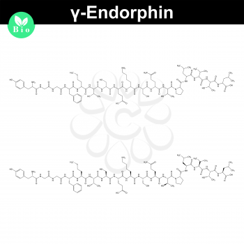 Gamma endorphin chemical formula, endogenous morphine peptide, 2d chemical vector symbol, illustration isolated on white background, eps 8