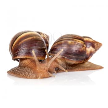 Two snails isolated on white, closeup photo