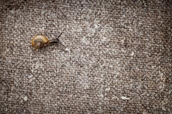 Small snail crawls on a wet tarpaulin canvas
