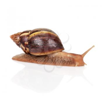 Big brown snail crawls on white background, closeup photo