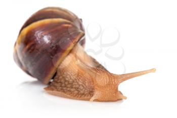Macro photo of big brown snail crawls on white background
