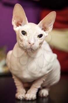 White Don Sphinx cat closeup portrait