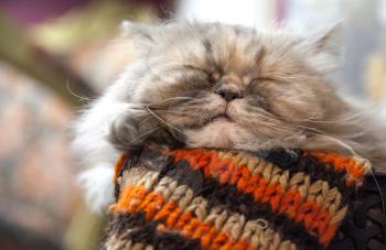 Long-haired Persian cat sleeps with comfort on the woolen striped scarf