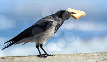 Big gray crow sits with big piece of bread in beak