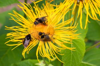 Three bumblebees pollinate one yellow flower
