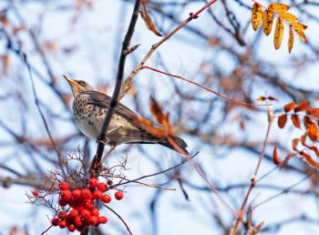The Fieldfare (Turdus pilaris) with red berry
