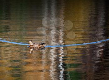Duck floats on autumnal lake water with blue trace
