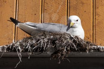 Gray seagull sits in the nest on brown wooden wall