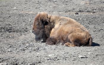 Bison sleeps on gray ground