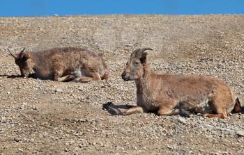 Dagestani mountain goats lie on the ground in sunny day