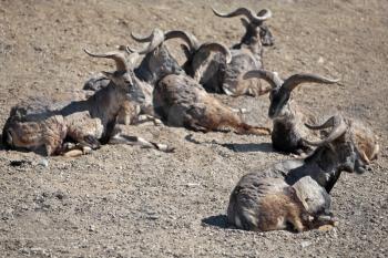 Urials lie on the ground in sunny day