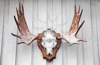 Elk scull with horns hanging on white wooden wall as a hunters trophy