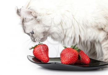 White cat carefully eats fresh strawberry from black plate