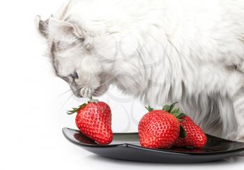 White cat carefully eats fresh strawberry from black plate
