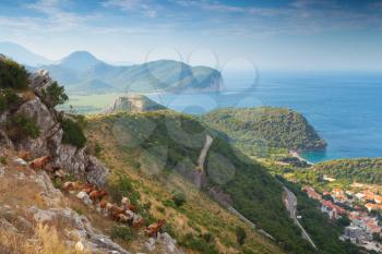 Herd of goats in Montenegro coastal mountains