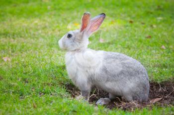 Gray and white rabbit sitting on green grass and digs a hole