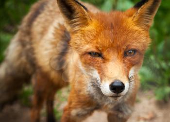 Close up summer photo of wild red fox