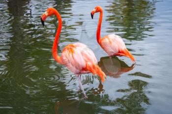 Two pink flamingos walking in the shallow water
