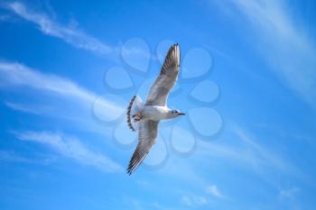 White seagull flying on blue sky background with windy clouds