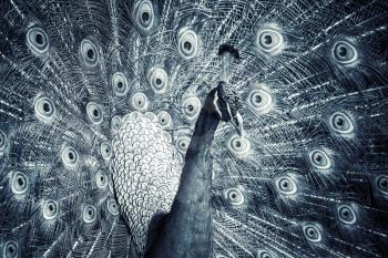 Close up monochrome photo of wild Peacock with feathers out