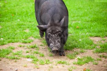 Black pig walks on green summer grass