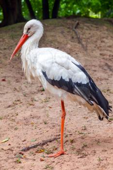 Standing on one leg stork bird in the nature